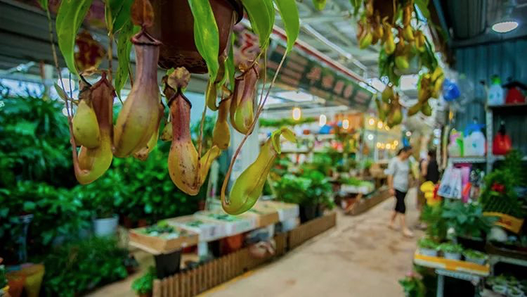 Hongqiao Flower Market