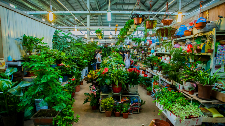 The best plant and flower markets in Shanghai