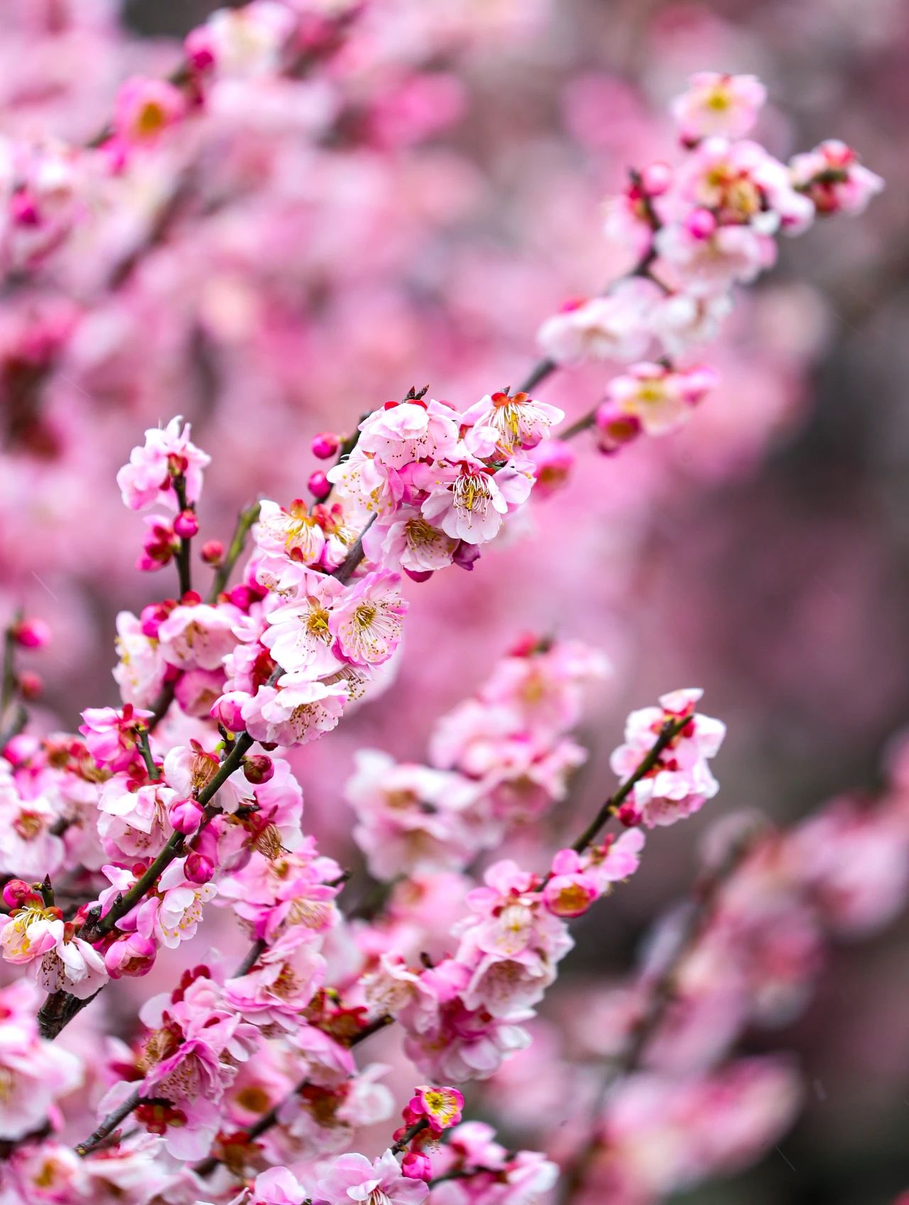 Cherry Blossoms