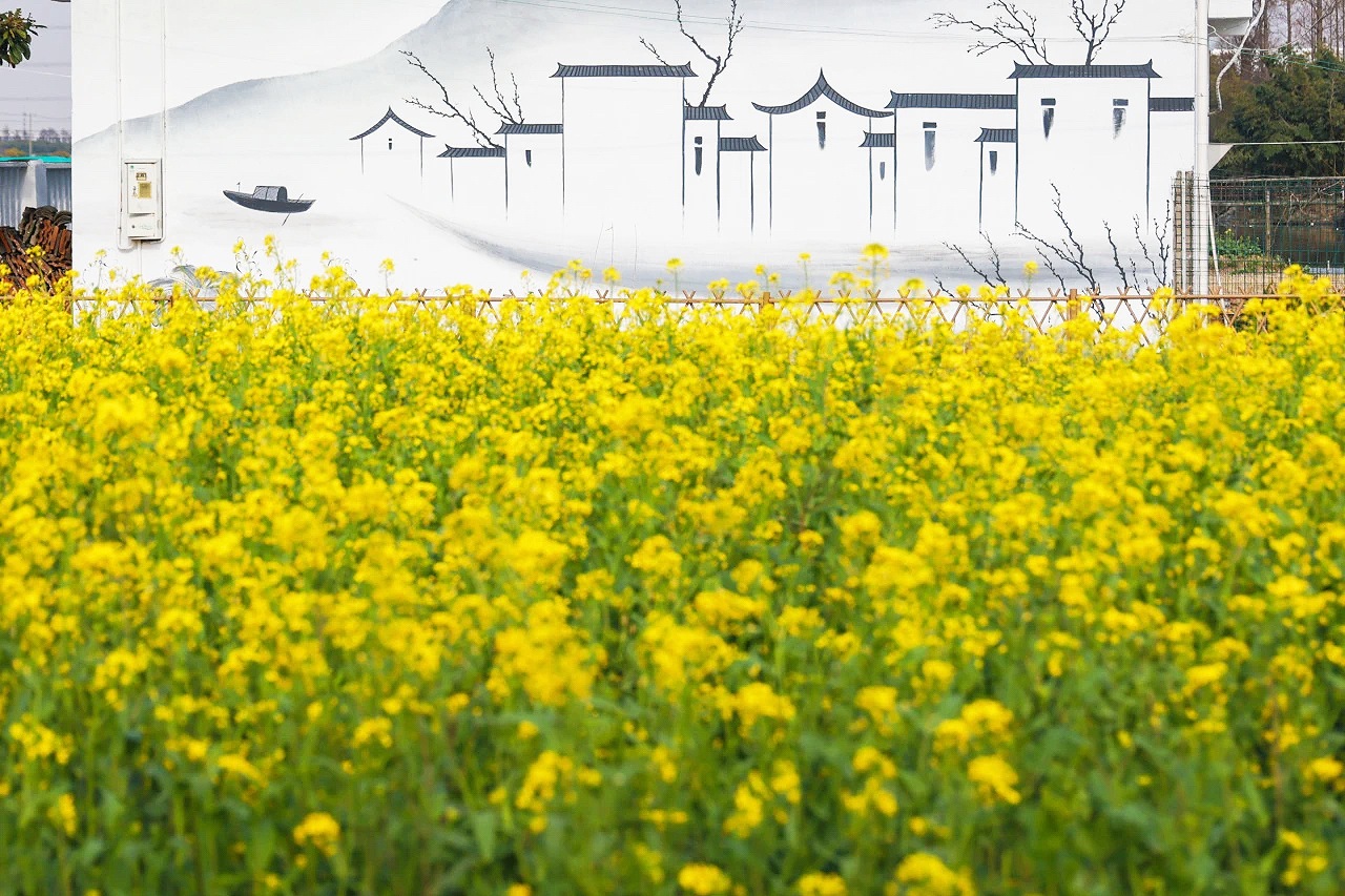 yellow blooms- Shanghai Jiading copy